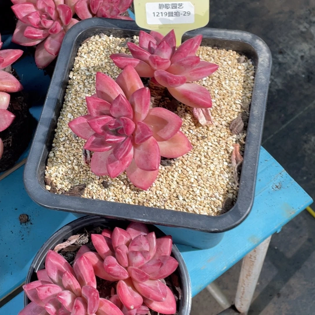 1219-29-母本大双头赫菲斯托一颗