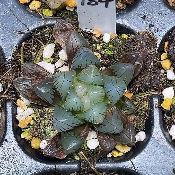 184老川玉露锦脱土发货