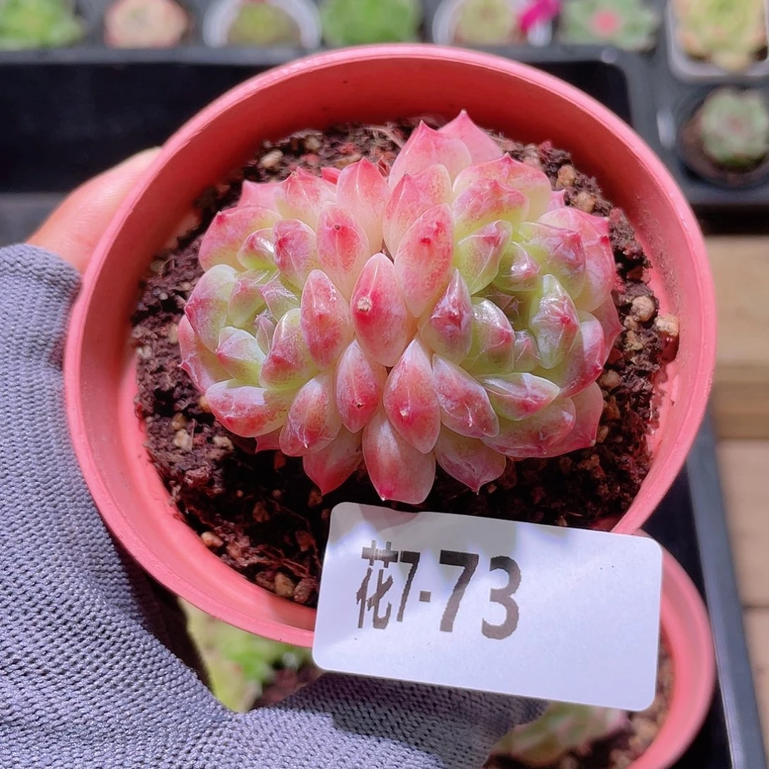 花利美 7-73秘境冰魄