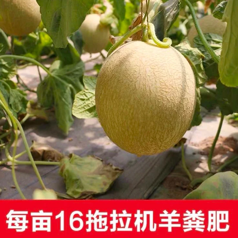 【产地直发】银蒂蜜瓜民勤白兰瓜沙漠蜜瓜新鲜应季水果现摘现发甜瓜