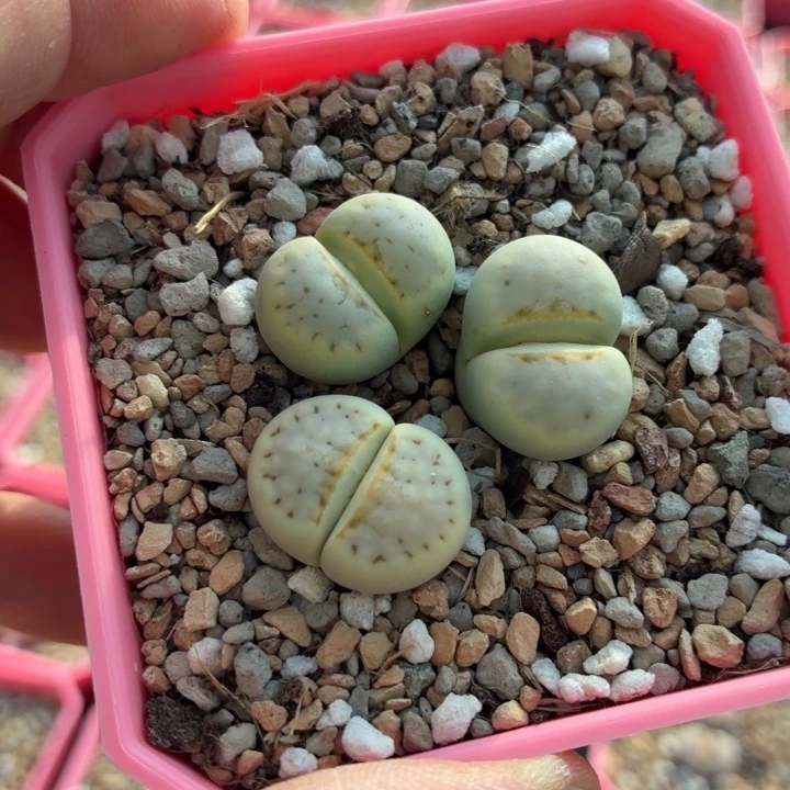 335号奶油寿丽三颗