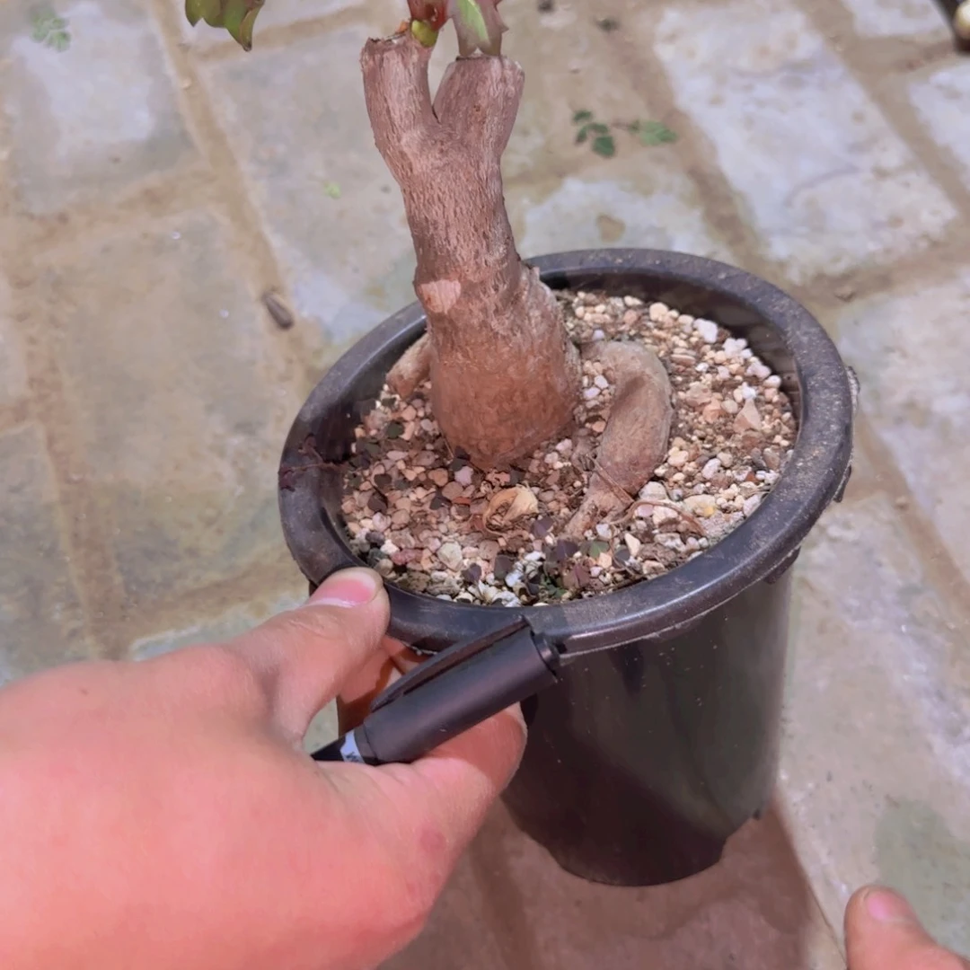 ？*?块根植物块根植物