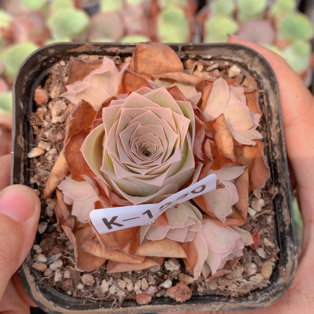 1300 会掉侧芽不售后