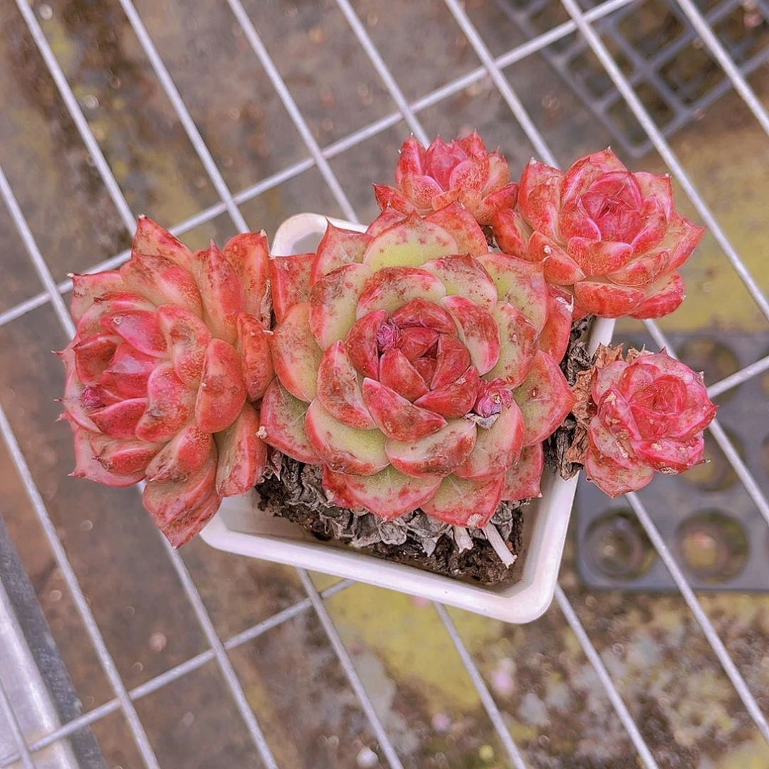 14公分999989989989