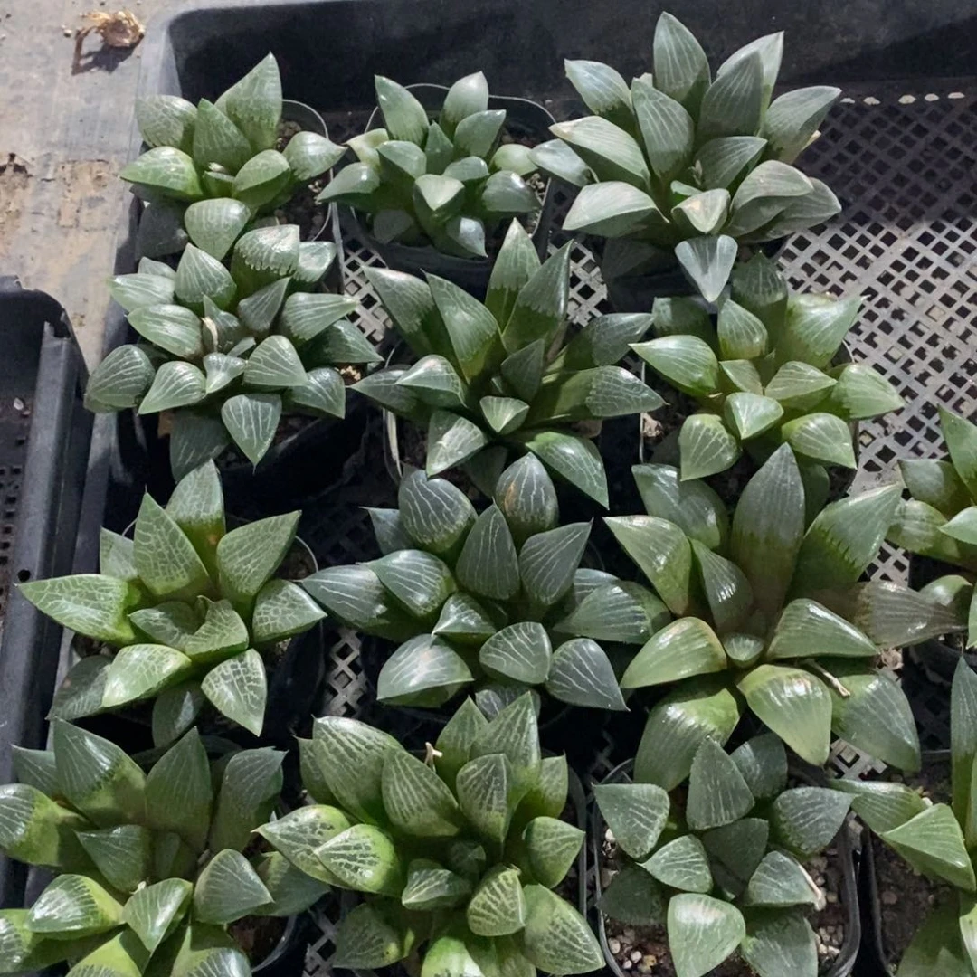 979 一颗实生大寿 超级618福利