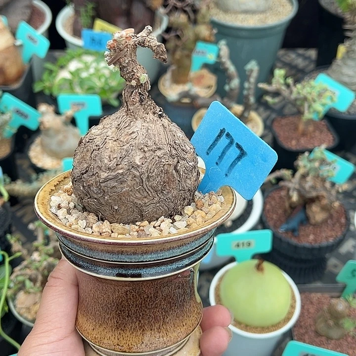 枯木杨奎产地多肉植物