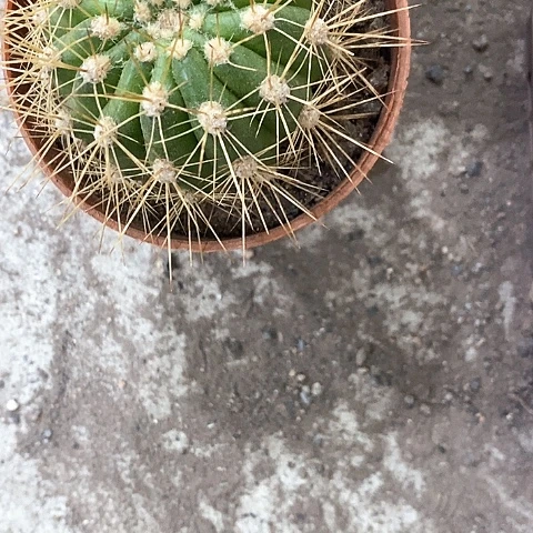 不知名毛花，4公分左右