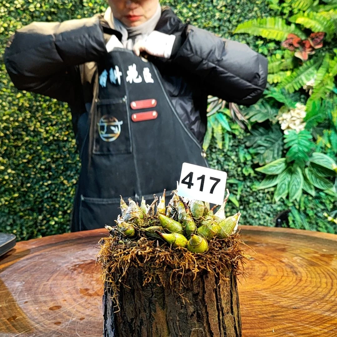 【闪购商品】土****️417虎牙花卉