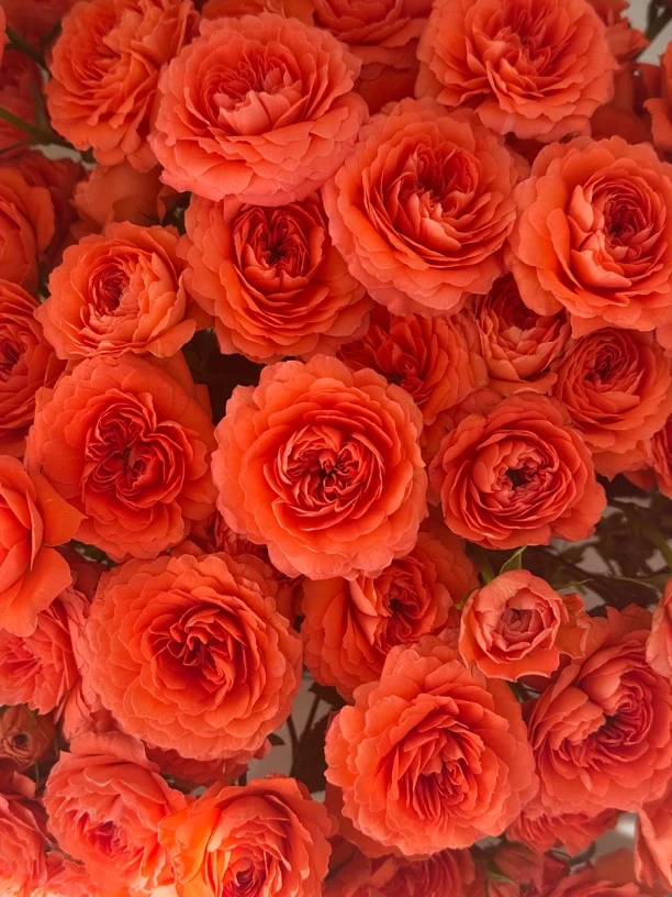 （多头玫瑰）珊瑚果汁10支！三件顺丰空运20%不售后