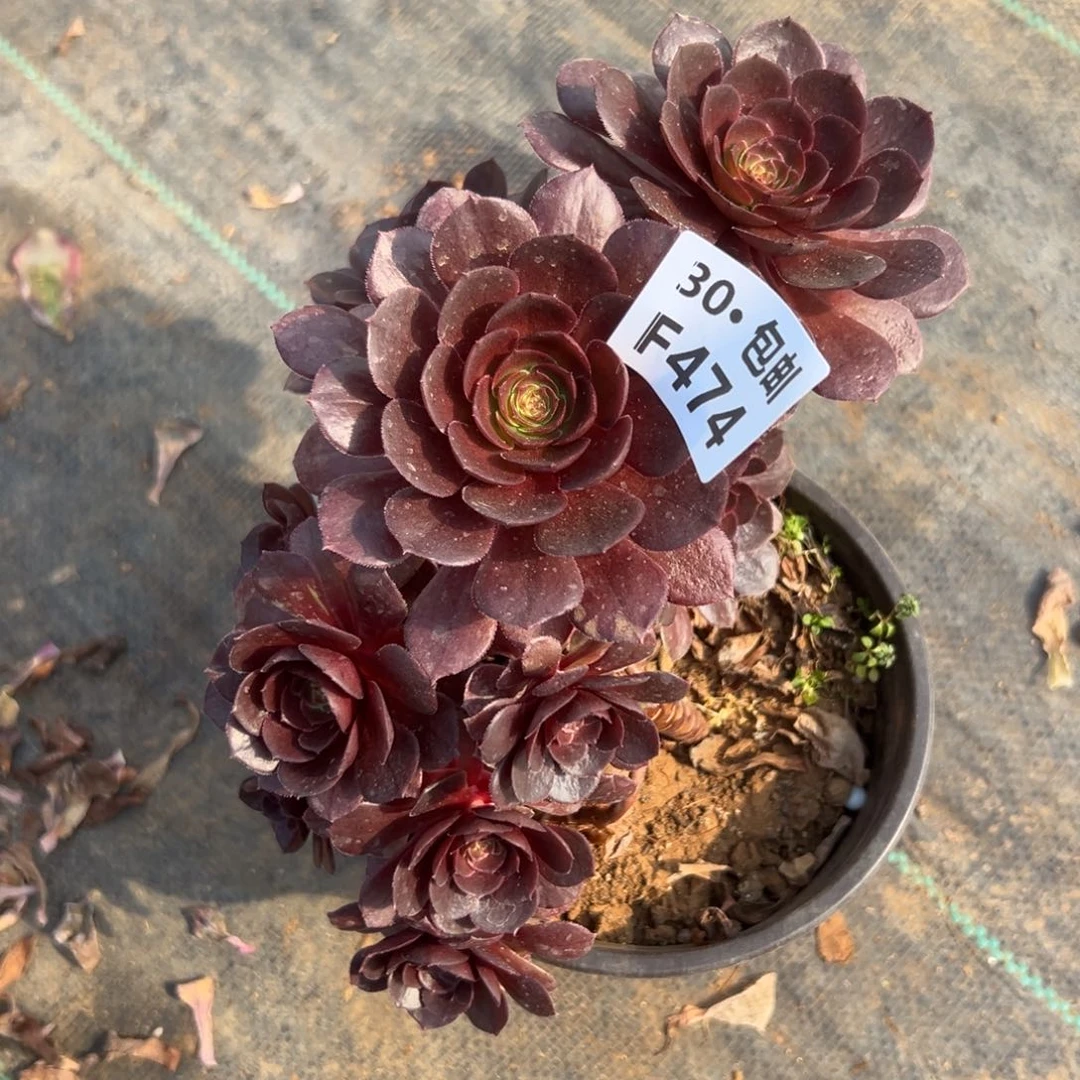 474红魔多肉法师