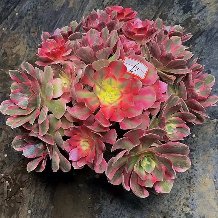 七彩石老桩捧花6号