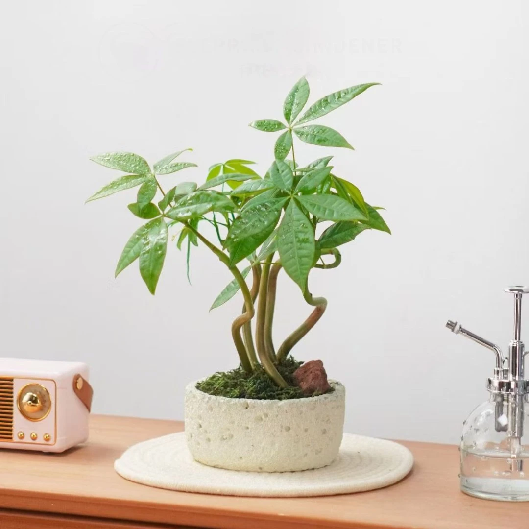 奇趣发财树苔藓球室内客厅摆放好寓意好养活四季常绿简约美观植物