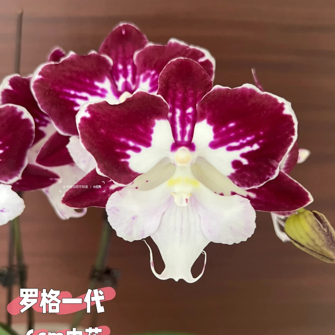 詹姆斯罗格蝴蝶兰3.0寸杯带花剑发货不拍保温冻坏不赔