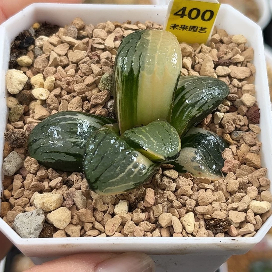 400史扑寿锦一物一图