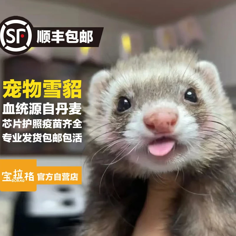 宝拉格宠物貂 活物安格鲁 雪貂宠物 安德鲁活宠幼崽宿舍 貂宠物