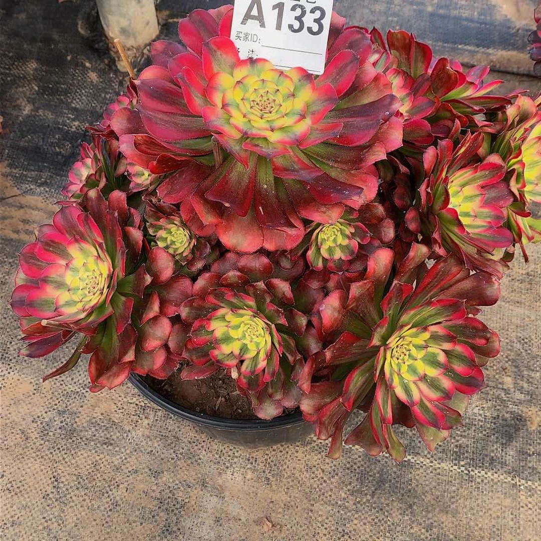 133多肉法师美亚