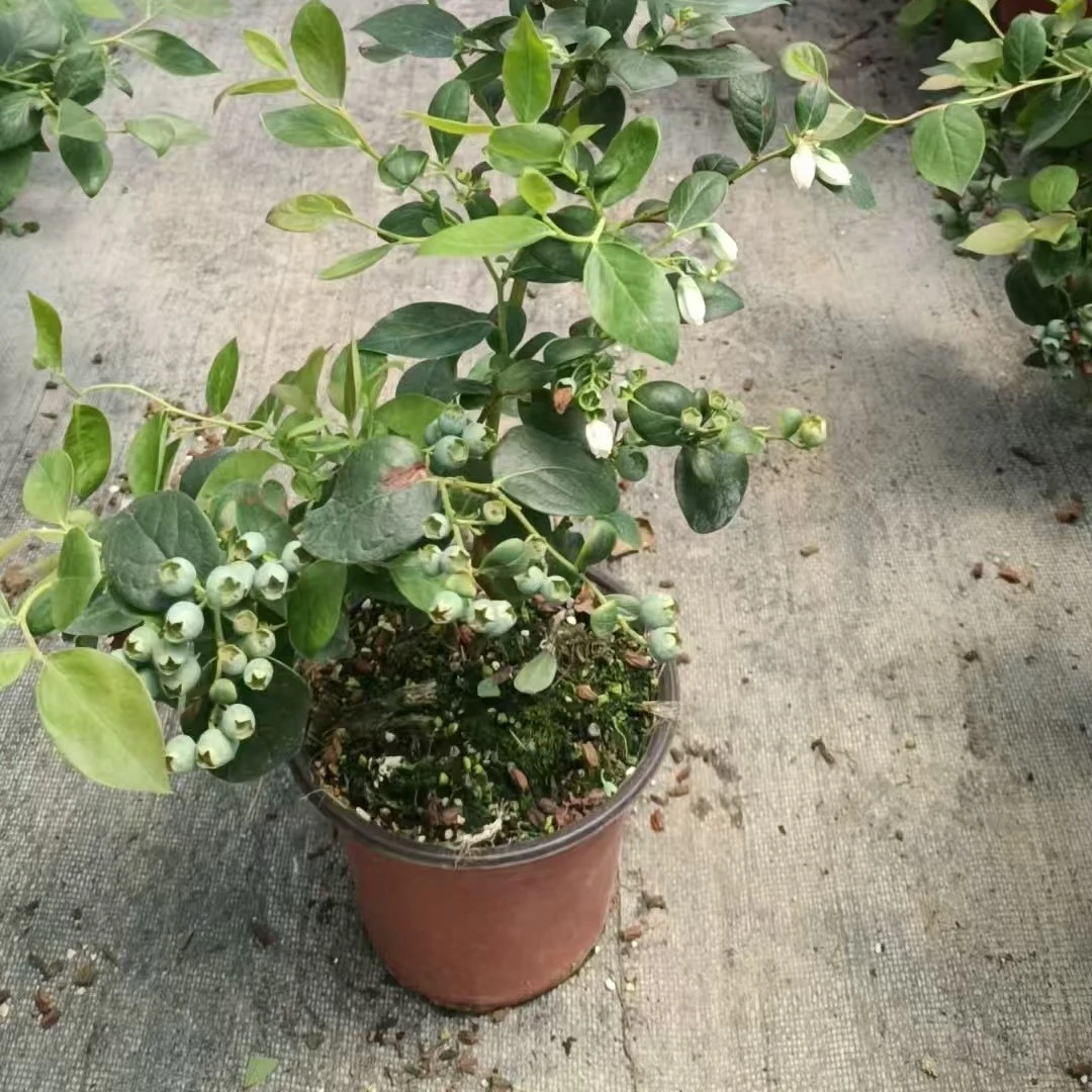 B(带盆（1加仑）带果）丰产蓝莓苗盆栽纯甜高产阳台庭院