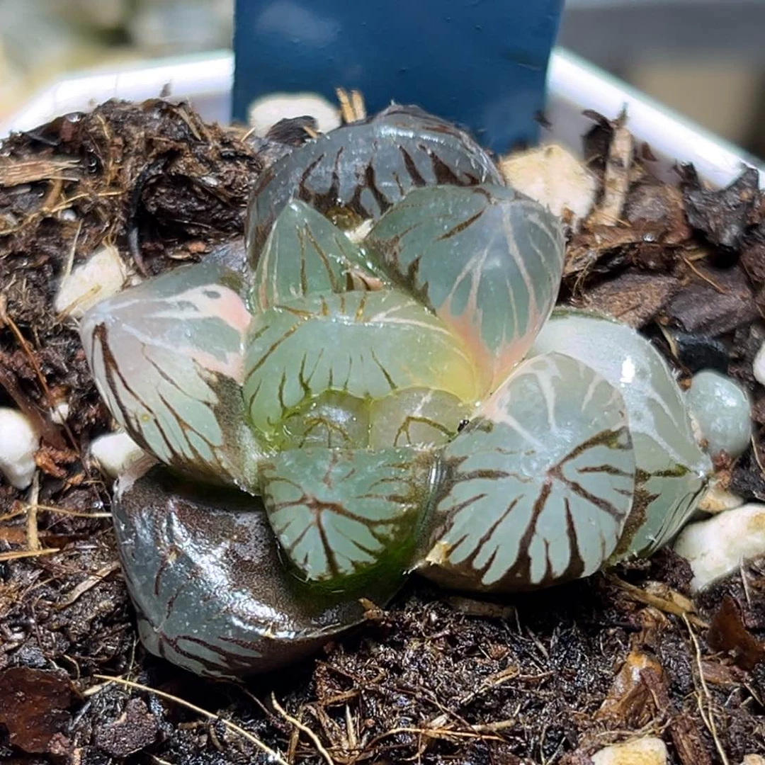 恭喜发财大吉大利0195