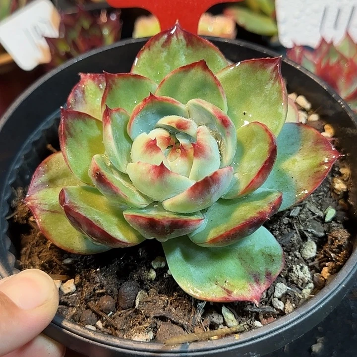 惊鸿一物一拍包装收缩花旱186