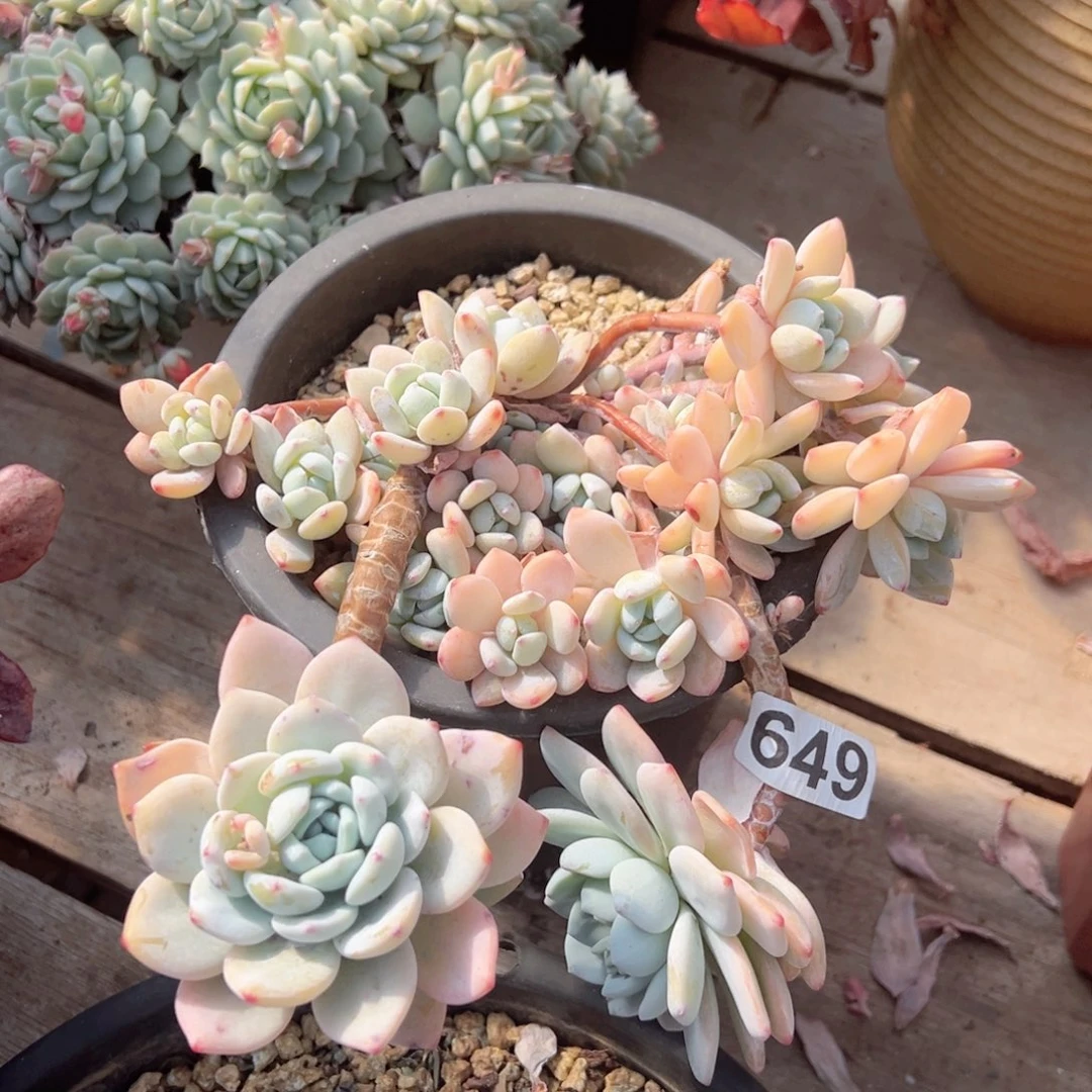 懒*洋冷香多肉649号