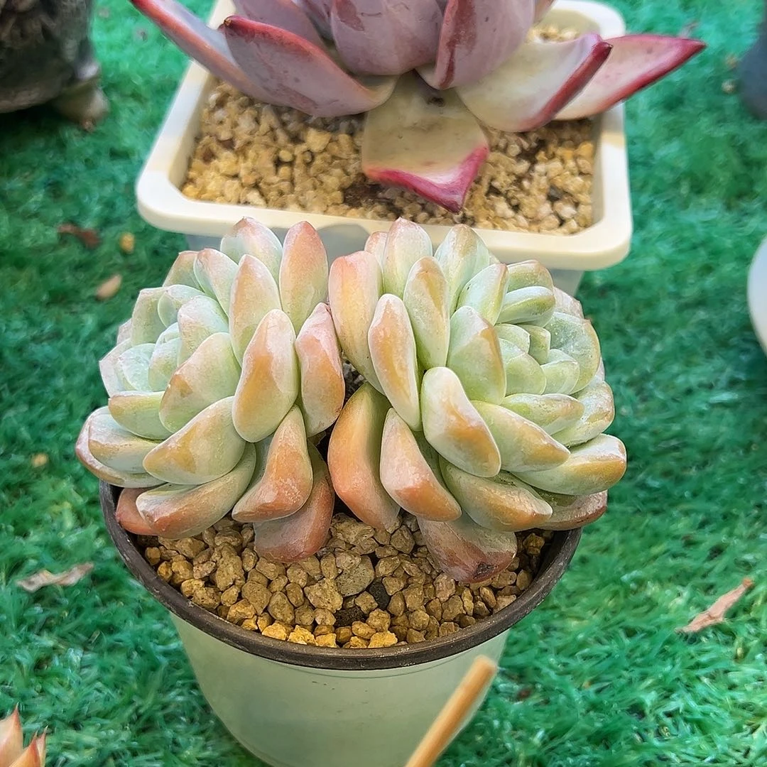 冰玉，，，，，，，，，，，，