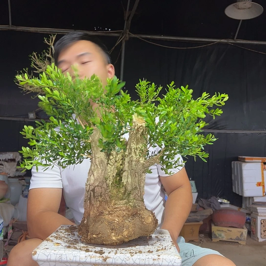 当前无花朵，栽培后可花朵月**酌黄杨盆景