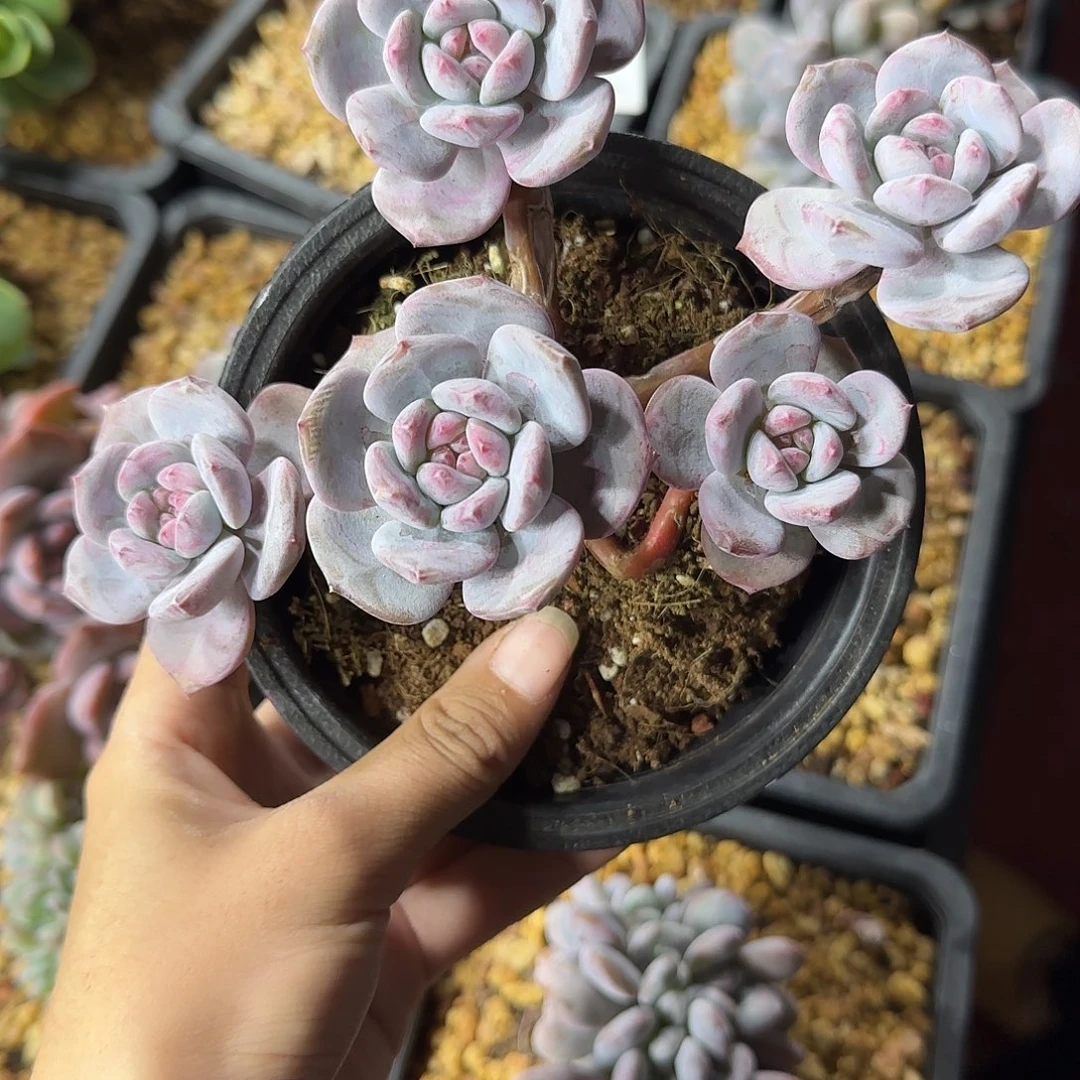木***敏星影5头有砍带盆发