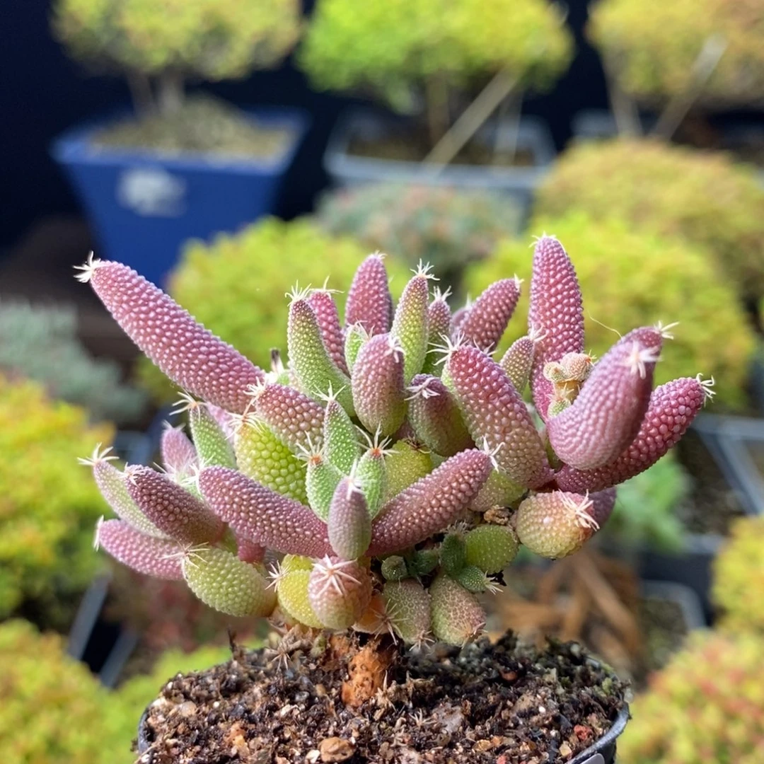 0854玉米 。