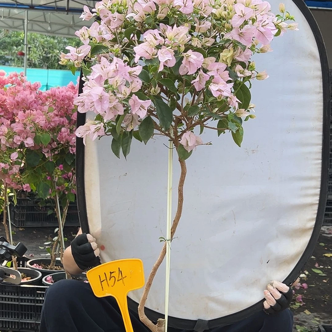 魔****大部分花苞少量开放H54苹果花