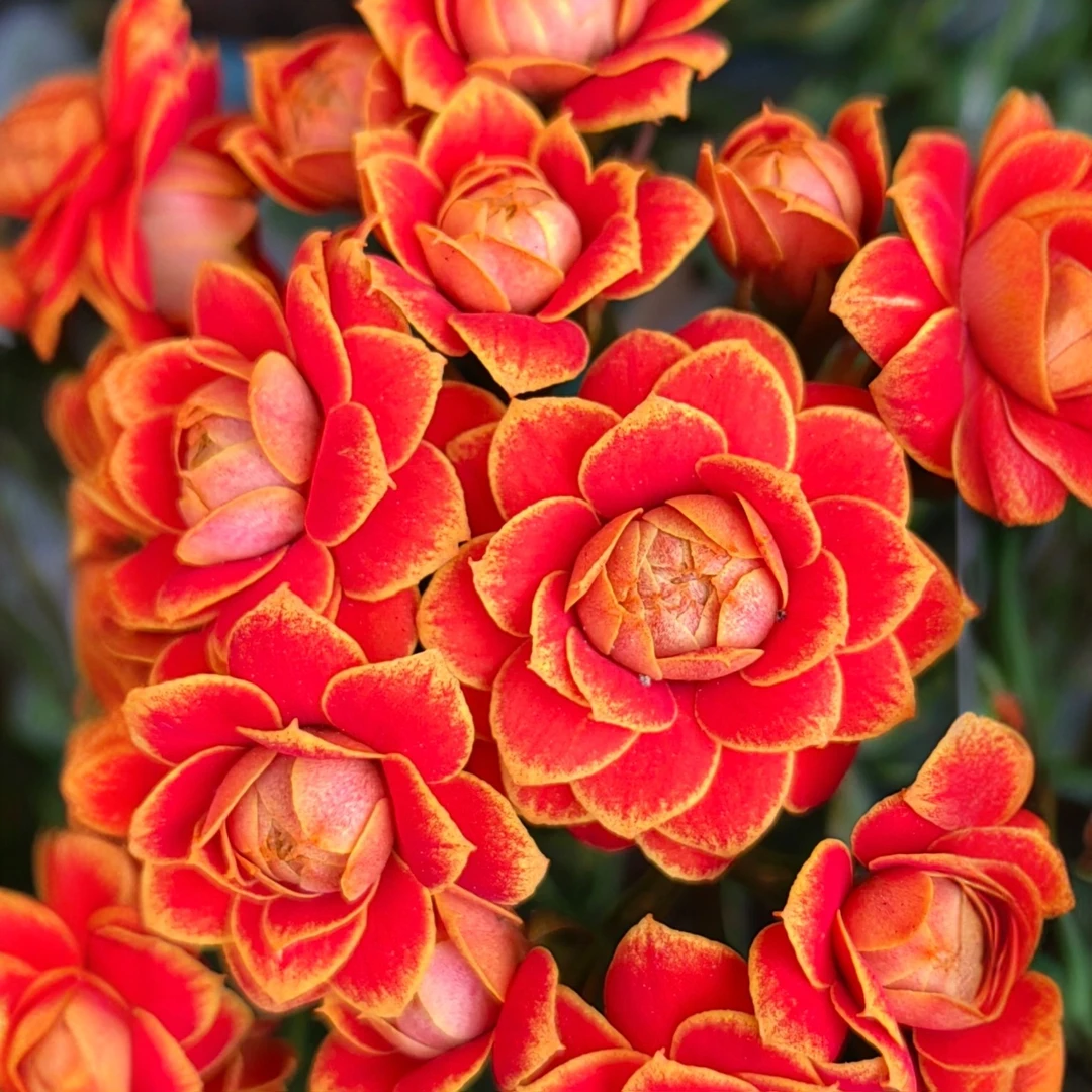 【120盆金狐狸】名贵长寿花苗带花苞发货重瓣盆栽包邮大花