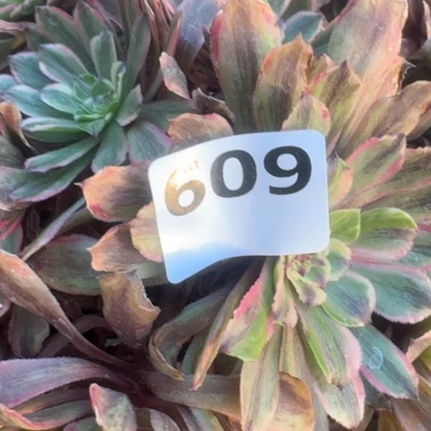 色***惑法师粉黛18-13