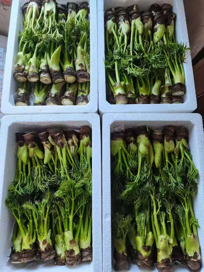 【精品】新鲜刺嫩芽