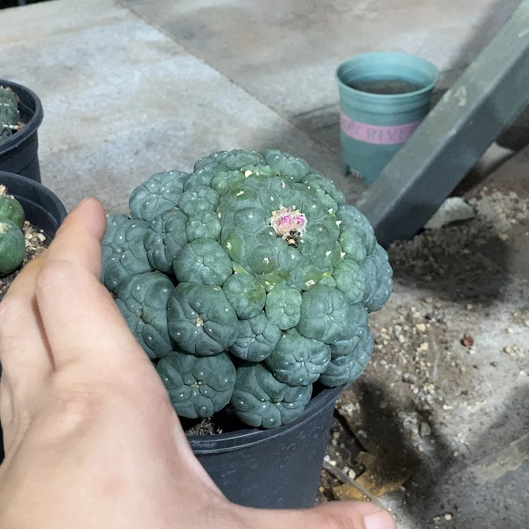 无花朵?**?000000000000000000