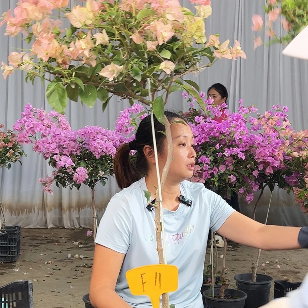 陈***花完全开放F41卡亚塔