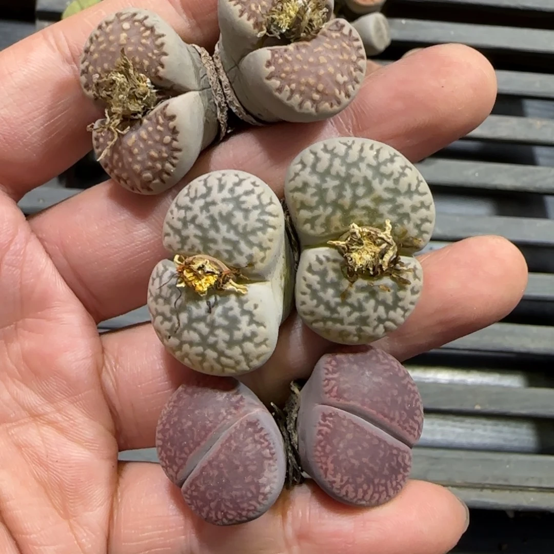 12.3。爱萌多肉清货。生石花3。2041