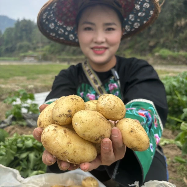 【湘西现挖土豆】湖南湘西本地现挖土豆湘西发货