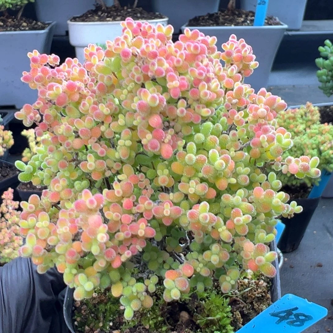 精控蜜橘糖球48号