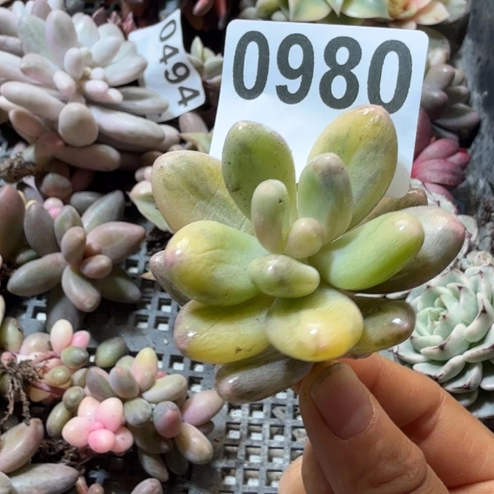 奶酪锦多肉植物满18包邮当场凑单