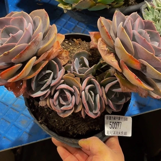 静*尘埃50077多肉