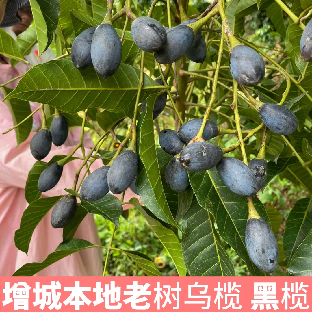 正宗增城乌榄百年老树西山左尾乌榄黑橄榄榄角榄仁乌榄榄广东特产广东省