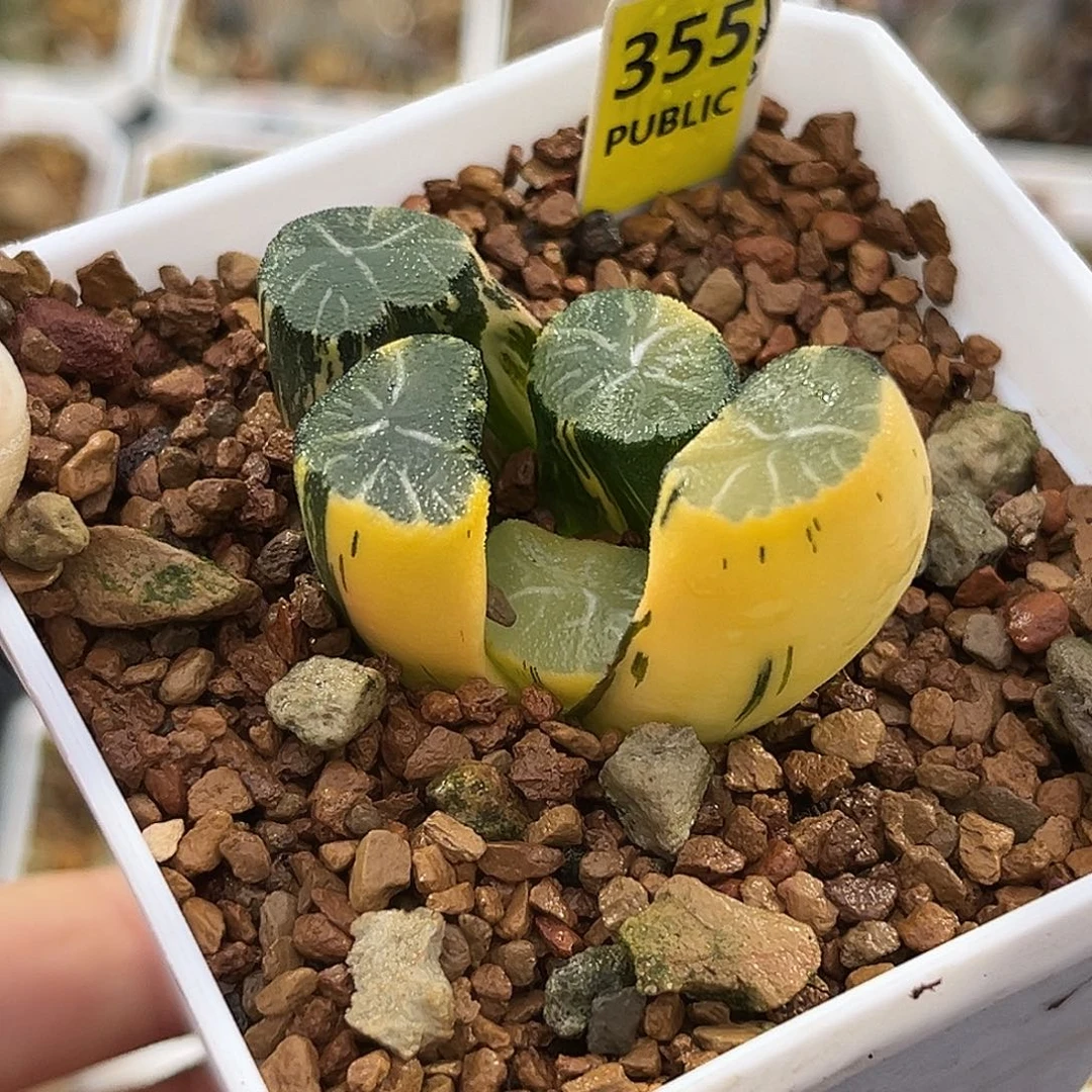 355白妙万象锦一物一图