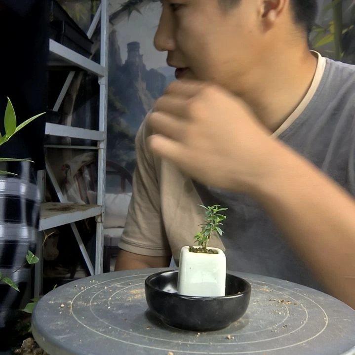 可**?中青园艺一物一拍276