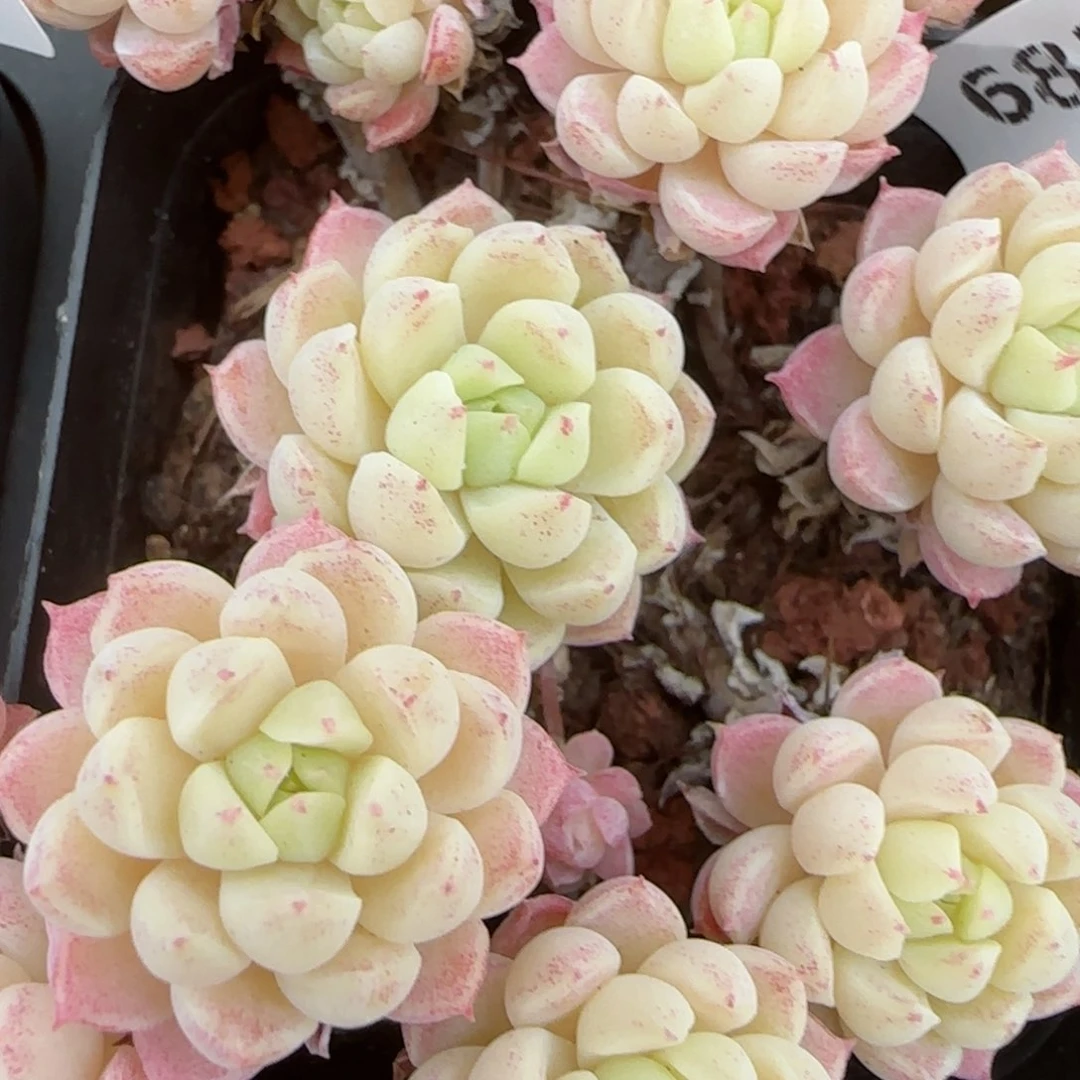 花语逸镜0207-682
