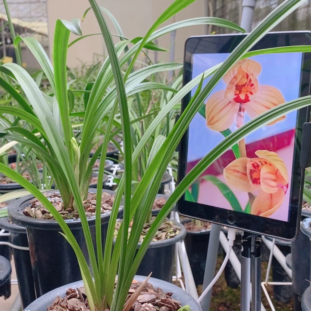当前无花栽培后可以开花