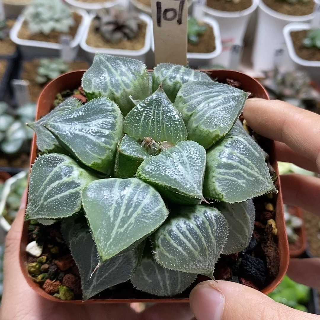 107春雷母本十二多肉