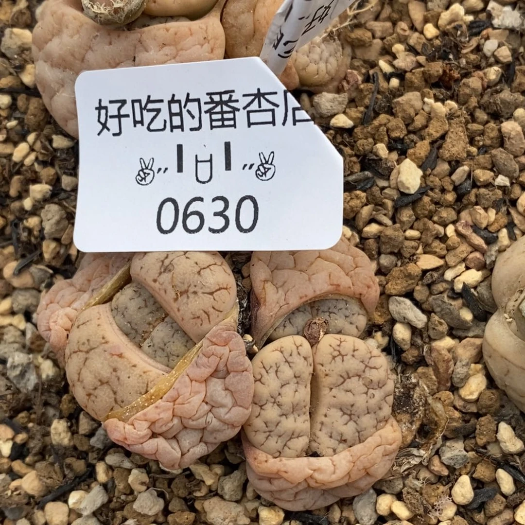 0630。零下拍保温。