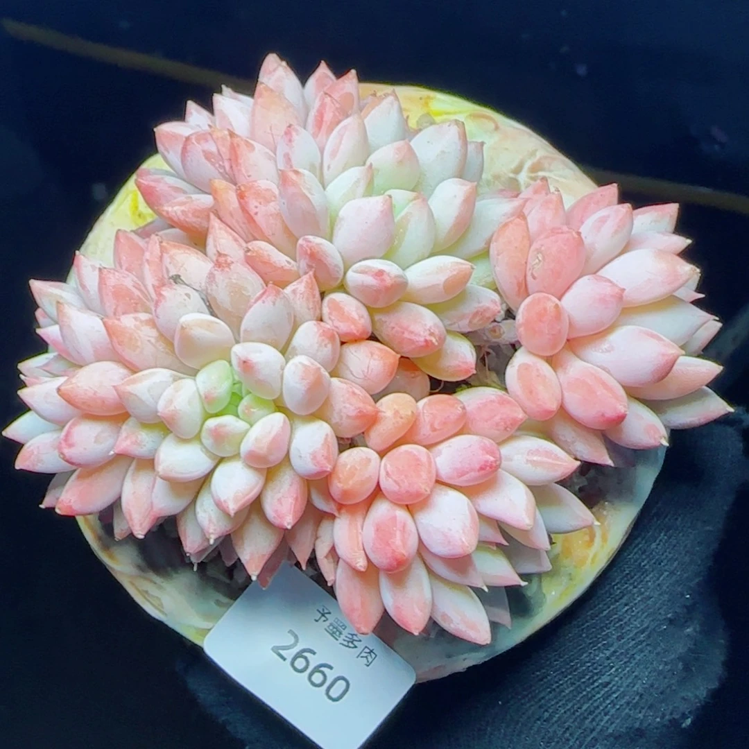 明珠美人，2660多肉植物