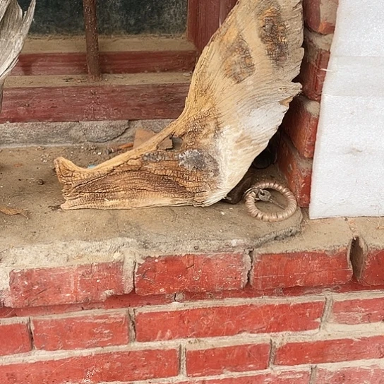 缘***份香榧木崖柏崖柏崖柏崖柏