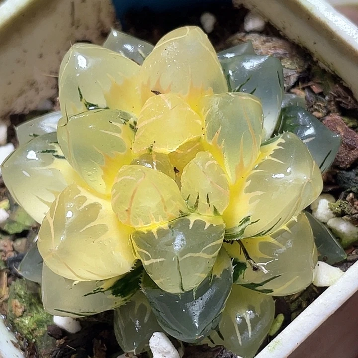 807糊斑水中月锦特选福利