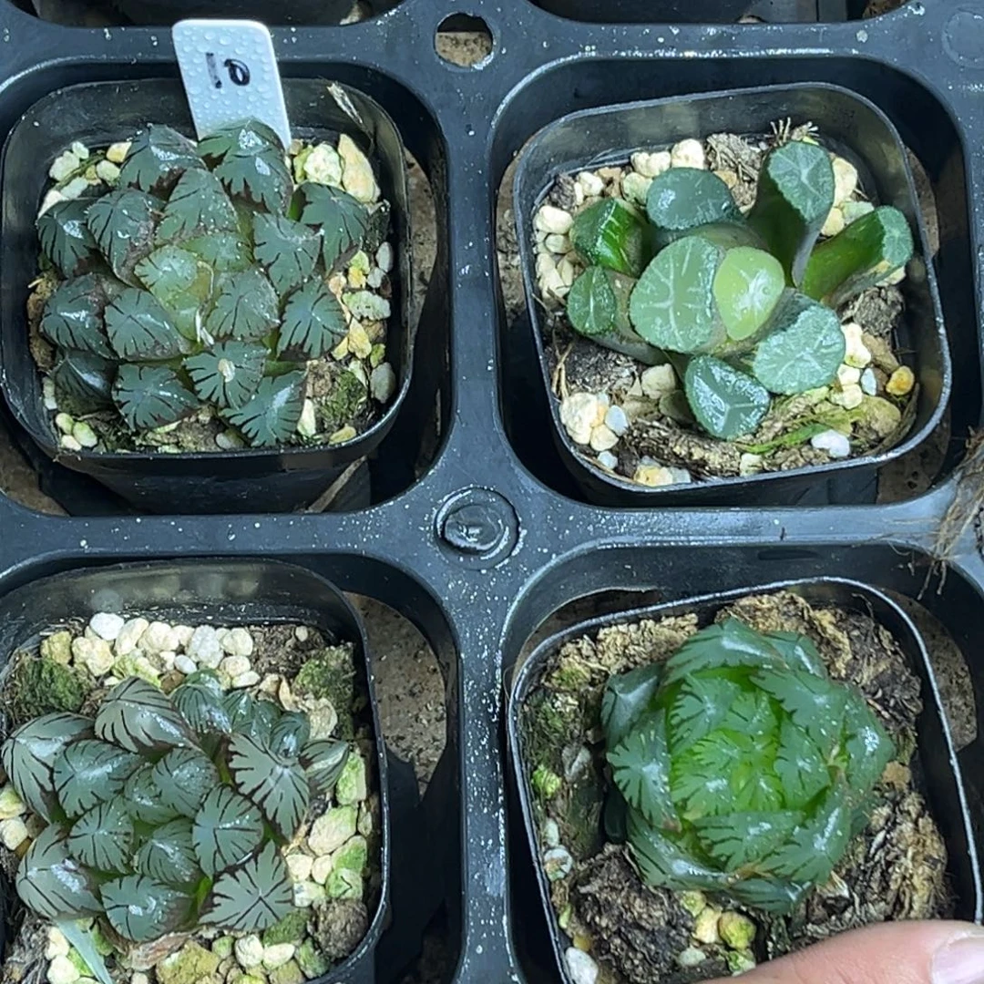 10福利4颗包邮头家多肉十二卷